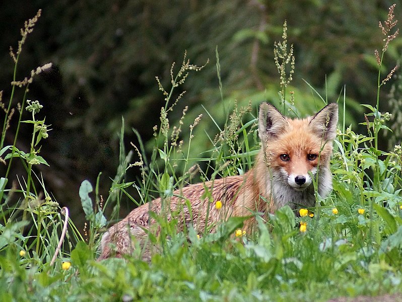 Die Jagd auf Fuchs im Jahresverlauf